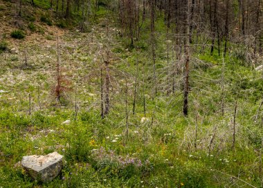 Akamina Parkway Waterton Gölleri Ulusal Parkı Alberta Kanada