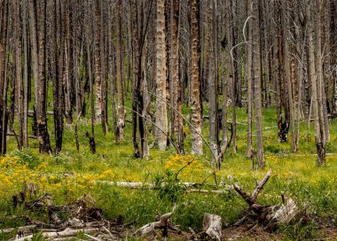 Akamina Parkway Waterton Gölleri Ulusal Parkı Alberta Kanada