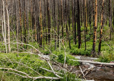 Akamina Parkway Waterton Gölleri Ulusal Parkı Alberta Kanada