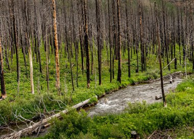 Akamina Parkway Waterton Gölleri Ulusal Parkı Alberta Kanada