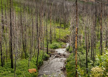Akamina Parkway Waterton Gölleri Ulusal Parkı Alberta Kanada