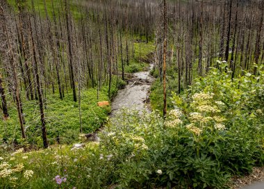 Akamina Parkway Waterton Gölleri Ulusal Parkı Alberta Kanada