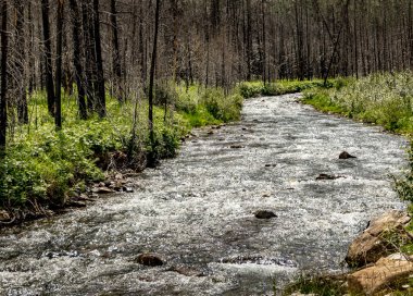 Akamina Parkway Waterton Gölleri Ulusal Parkı Alberta Kanada