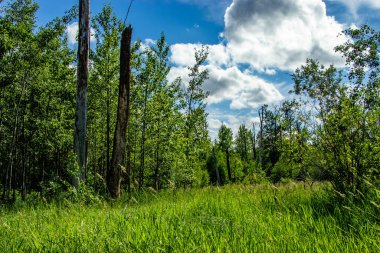 Moss Gölü Yolu Elk Adası Ulusal Parkı Alberta Kanada