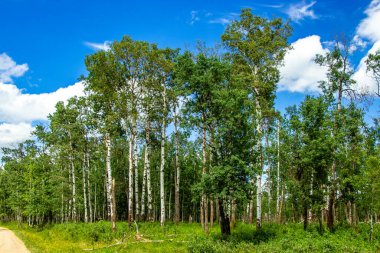 Yol kenarından Elk Adası Ulusal Parkı Alberta Kanada