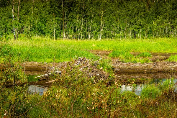 Vistas Desde Lado Carretera Parque Nacional Elk Island Alberta Canadá — Foto de Stock