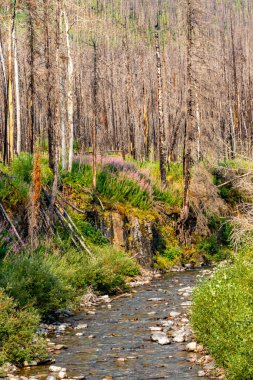 Blakiston Deresi Waterton Gölleri Ulusal Parkı Alberta Kanada