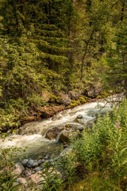 Yol kenarındaki derede Banff Windermer HWY Kootenay Ulusal Parkı İngiliz Kolombiyası Kanada