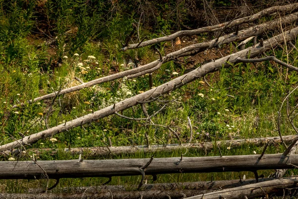 Flores Selvagens Plena Floração Banff Windermer Hwy Kootenay National Park — Fotografia de Stock