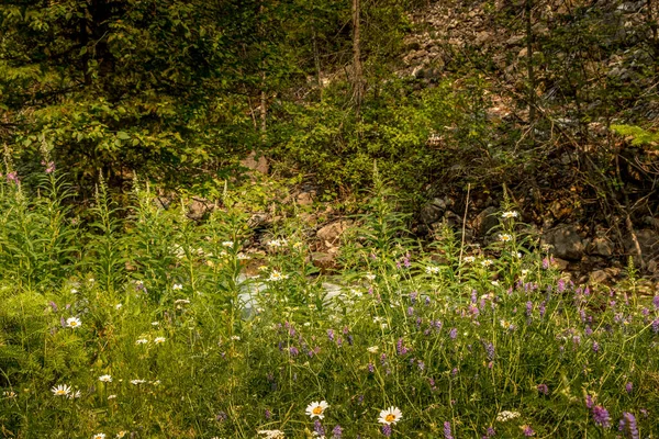 Wild Flowers Full Bloom Banff Windermer Hwy Kootenay National Park — Stockfoto