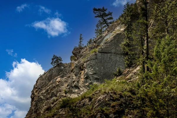 岩の顔にしがみつく木バンフ ウィンダマーHwy Kootenay国立公園ブリティッシュ コロンビア カナダ — ストック写真
