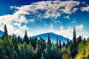 Kunduz Vadisi Grizzly Creek Buzul Parkı İngiliz Kolombiyası Kanada