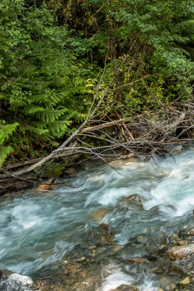 Roadside Creek Rumbles Road Banff Windermer Hwy Kootenay National Park — Stock Photo, Image