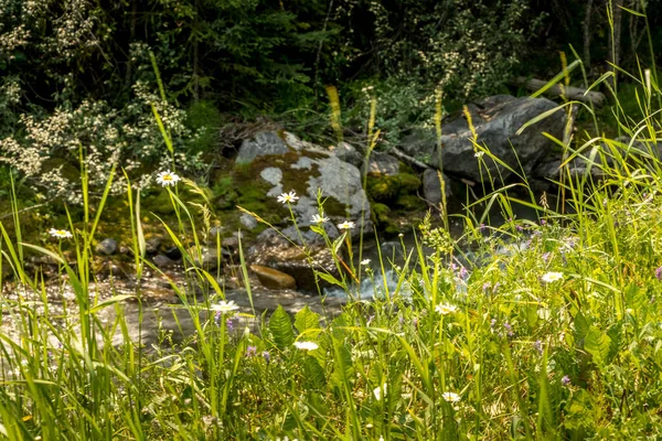 Дикие Цветы Полном Расцвете Банфф Виндермер Хви Кутеней Национальный Парк — стоковое фото