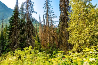 Yol kenarındaki HWY 1 Buzul Ulusal Parkı İngiliz Kolombiyası Kanada