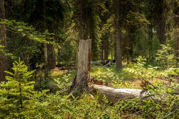 Camping Bosque Profundo Mcleod Meadows Parque Nacional Kootenay Columbia Británica —  Fotos de Stock