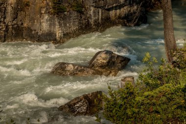 Uzun ağaçların arasından Tokkum Deresi Kootenay Ulusal Parkı İngiliz Kolombiyası Kanada