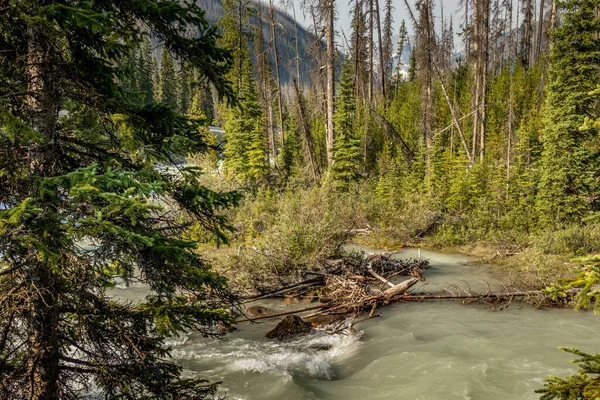 Tokkum Creek Pasa Través Cañón Parque Nacional Kootenay Columbia Británica —  Fotos de Stock