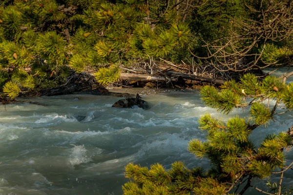Tokkum Creek Pasa Través Cañón Parque Nacional Kootenay Columbia Británica — Foto de Stock