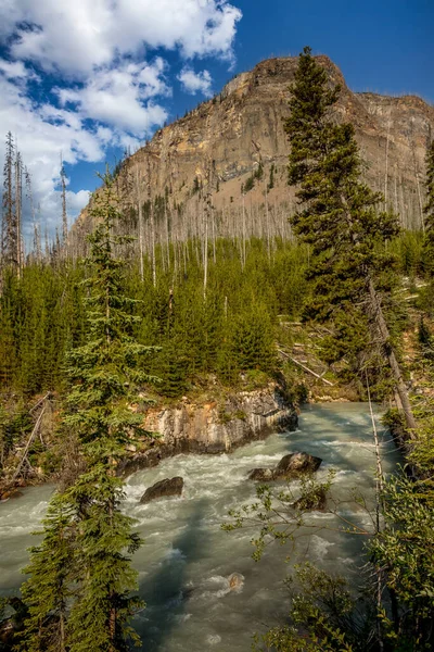 Tokkum Creek Través Los Árboles Altos Parque Nacional Kootenay Columbia —  Fotos de Stock