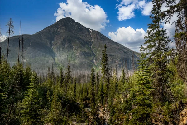 高さの高い木を通ってTokkum Creek Kootenay National Park British Columbia Canada — ストック写真