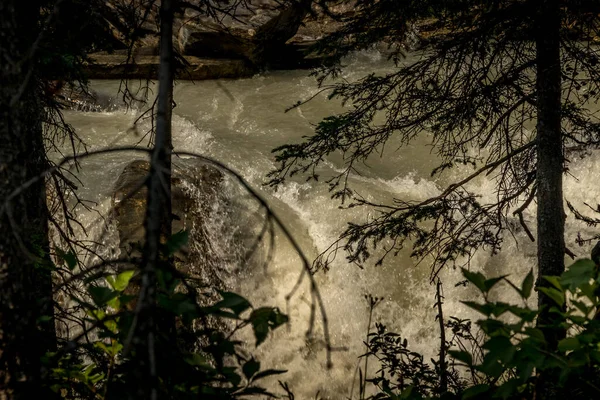 Kootney River Durch Bäume Kootenay National Park British Columbia Kanada — Stockfoto