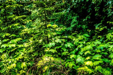 Olive Lake Kootenay Ulusal Parkı İngiliz Kolombiyası Kanada 'da çiçek açtı.