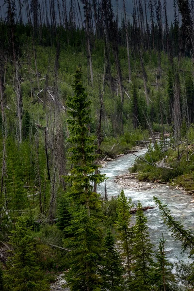 Tokkum Creek Rotola Brontola Sul Kootenay National Park British Columbia — Foto Stock