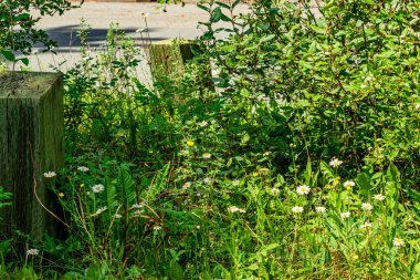 Emerald Faeder Gölü Yoho Ulusal Parkı İngiliz Kolombiyası Kanada