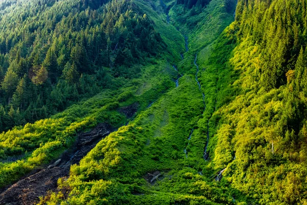 Hwy 1 Mount Revelstoke Ulusal Parkı İngiliz Kolombiyası Kanada