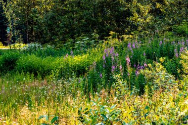 Hwy 1 Mount Revelstoke Ulusal Parkı İngiliz Kolombiyası Kanada