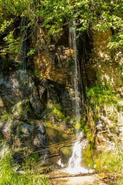 Sky Pkwy Ulusal Parkı, British Columbia, Kanada 'da Meadows boyunca bir gezinti.,
