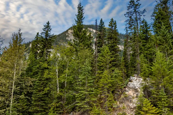 Mount Field Trees Yoho National Park British Columbia Canada — Stok Foto