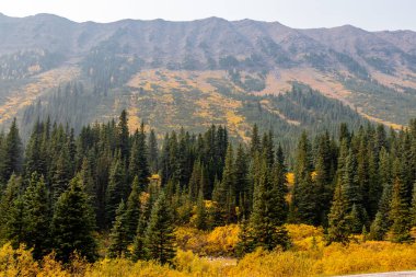 Fall coulours on the hillside through a smoky haze. Peter Lougheed Provincial Park, Alberta, Canada