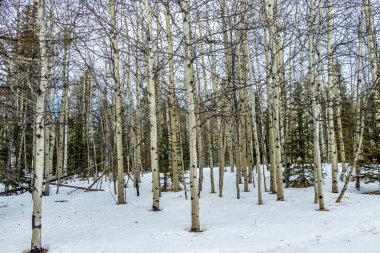 Beyaz huş ağaçlarının yanında. Jumping Pound Gösteri Ormanı Doğal Alan, Alberta, Kanada