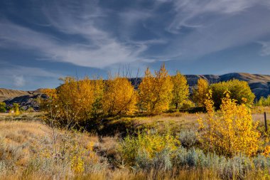 Sonbahar renkleri çorak toprakları kaplıyor. Tolman Çorak Toprakları Rangeland Doğal Alanı, Alberta, Kanada
