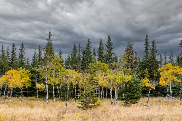 Trees Turning Colour Mountains Park Bow Valley Provincial Park Alberta — Foto Stock