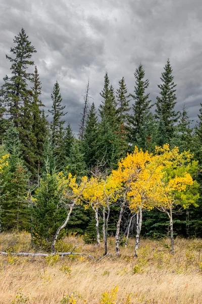 Trees Turning Colour Mountains Park Bow Valley Provincial Park Alberta — Stockfoto