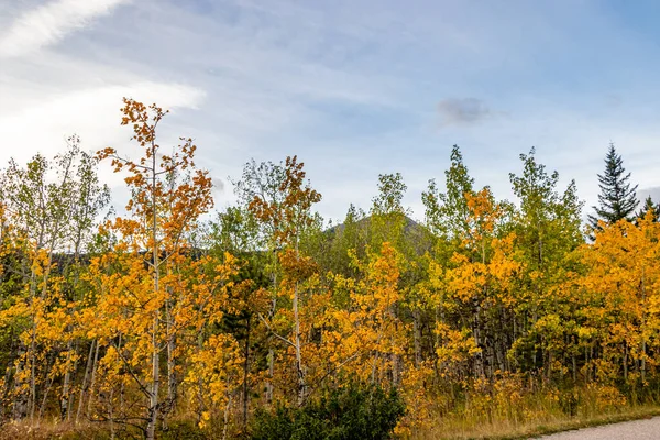 Trees Turning Colour Mountains Park Bow Valley Provincial Park Alberta — 图库照片