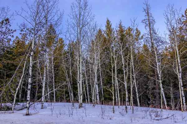Valley Still Grips Winter Bow Valley Provincial Park Alberta Canada — Stockfoto