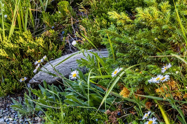 Vadiden Bir Yürüyüş Manzarası Bow Valley Parkı Alberta Kanada — Stok fotoğraf