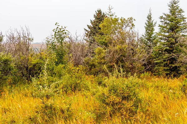Fall Colours Start Settle Brush Chain Lakes Provincial Park Alberta — 图库照片