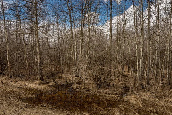 Bäume Beginnen Naturgebiet Von Innisfail Blühen Red Deer County Alberta — Stockfoto