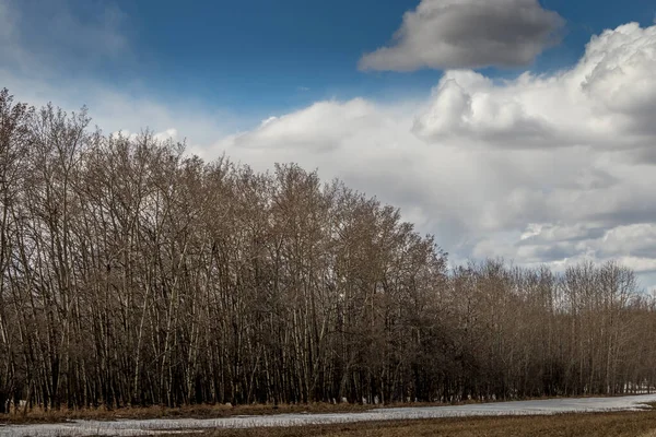 Los Árboles Comienzan Florecer Área Natural Innisfail Condado Red Deer —  Fotos de Stock