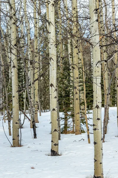 Banchi Betulle Bianche Jumping Pound Demonstration Forest Natural Area Alberta — Foto Stock