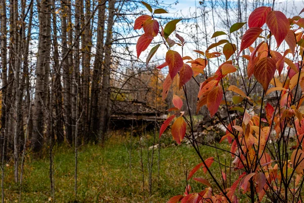 Provincial Historic Stite Stephenson House Alberta Canada —  Fotos de Stock