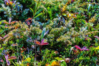 Düşen Koyun Çayırları 'nın ilk dönemlerinde yapraklarda buz vardı. Koyun Nehri PP, Alberta, Kanada