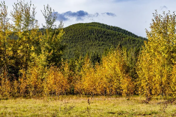 Colores Otoño Elk Creek Provincial Recreation Área Clearwater County Alberta —  Fotos de Stock