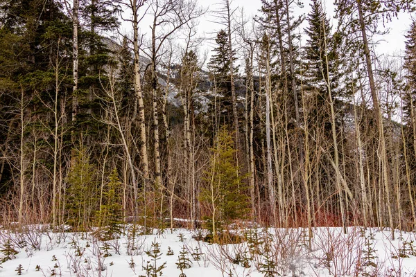 Schnee Hängt Immer Noch Herum Heart Creek Trail Provincial Recreation — Stockfoto