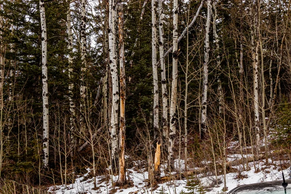 Schnee Hängt Immer Noch Herum Heart Creek Trail Provincial Recreation — Stockfoto